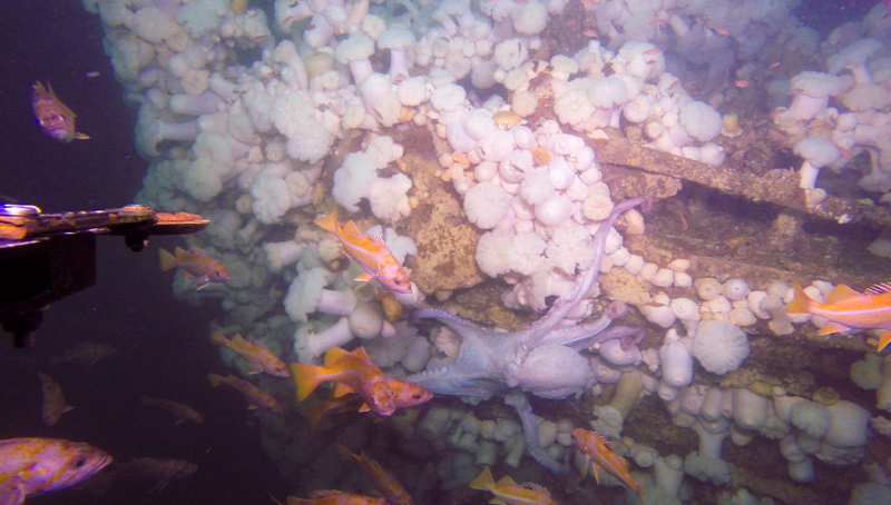 Port bow of the wreck, showing the rub rail mounts, a hawse hole, marine growth, and a giant Pacific octopus.Credit: NOAA ONMS